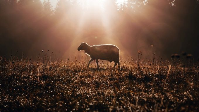 La sangre del cordero